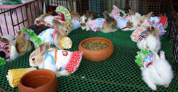 Coniglietti vestiti al Weekend Market Chatuchak